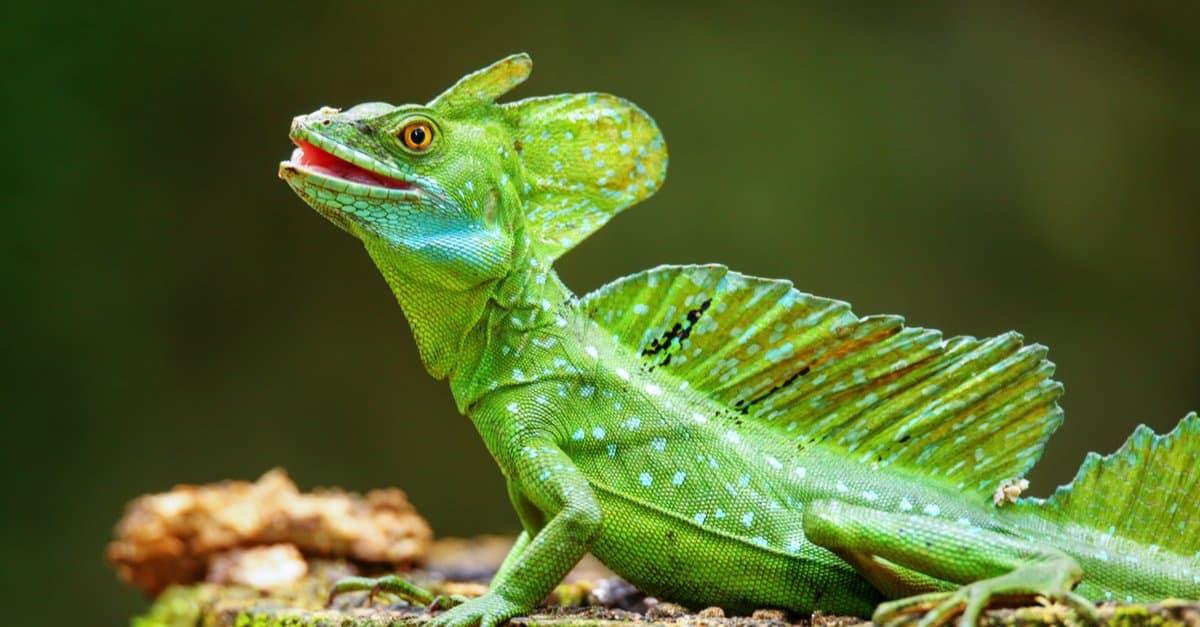 The Lizard That Does The Impossible - Animal of the Month No. 1