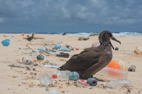 Plastic Pollution around Marine life is becoming an expected occurrence, but individuals can help stop it. 