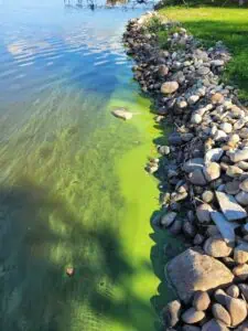 Harmful algal bloom at Black Lake, M.I.