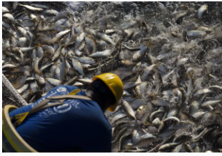 Overfishing is a common practice in fisheries across the world that oftentimes goes unnoticed, causing serious disruptions for aquatic ecosystems