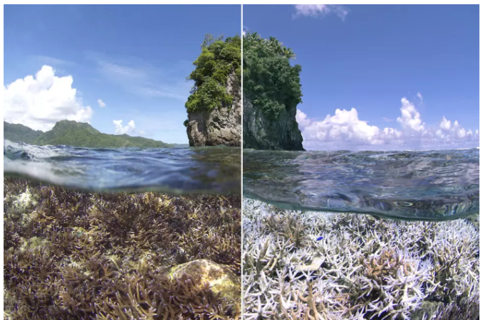 A normal coral reef contrasted against a bleached reef. Credit: Veolia